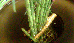 Closeup of Y Kubari